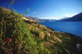 Dateiname=weltreise_neuseeland_f29_bild31.jpg
Dateigröße=69KB
Abmessungen: 600x397
hinzugefügt am: 22. Juni 2004 weltreise_neuseeland_f29_bild31.jpg