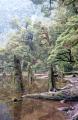 Dateiname=weltreise_neuseeland_f36_bild31.jpg
Dateigröße=87KB
Abmessungen: 391x600
hinzugefügt am: 12. Juli 2004 weltreise_neuseeland_f36_bild31.jpg